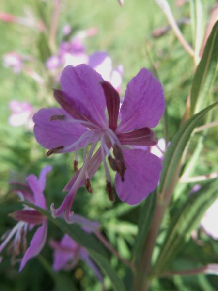 Weidenröschen Bio-Qualität zum Räuchern